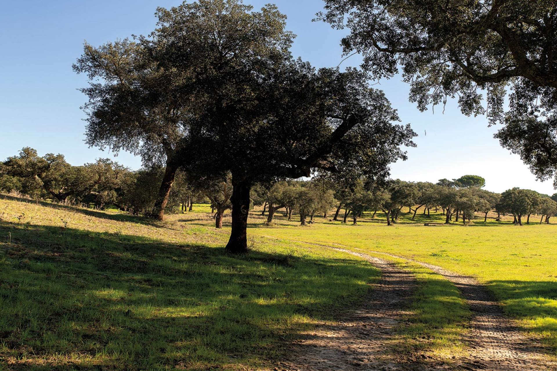 Path to Casebres, Central Portuguese Way of Saint James Alentejo and Ribatejo / Casebres / Turismo do Alentejo, ERT