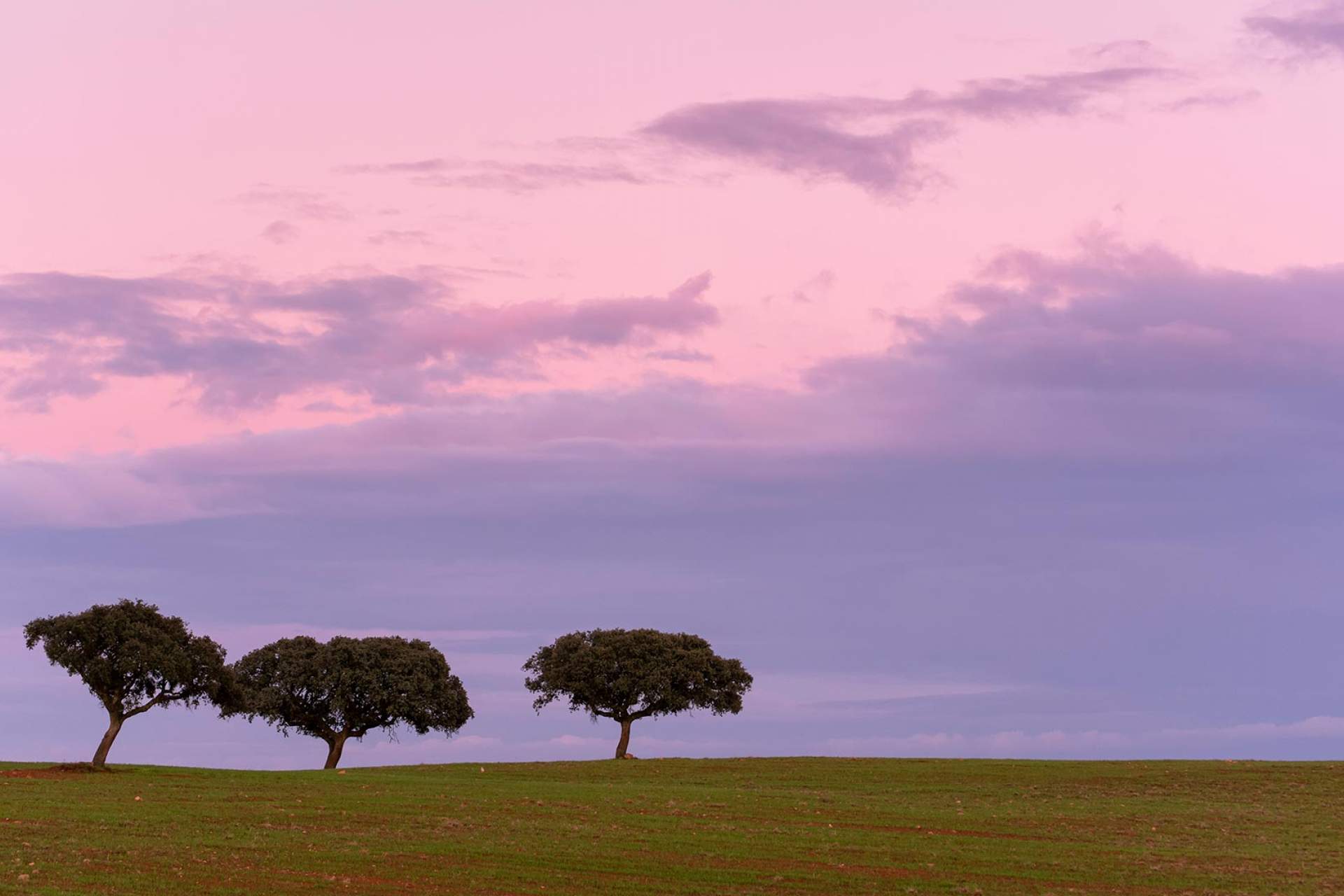 Path in Grândola, Central Portuguese Way of Saint James Alentejo and Ribatejo / Grândola / Turismo do Alentejo, ERT | Miguel Proença