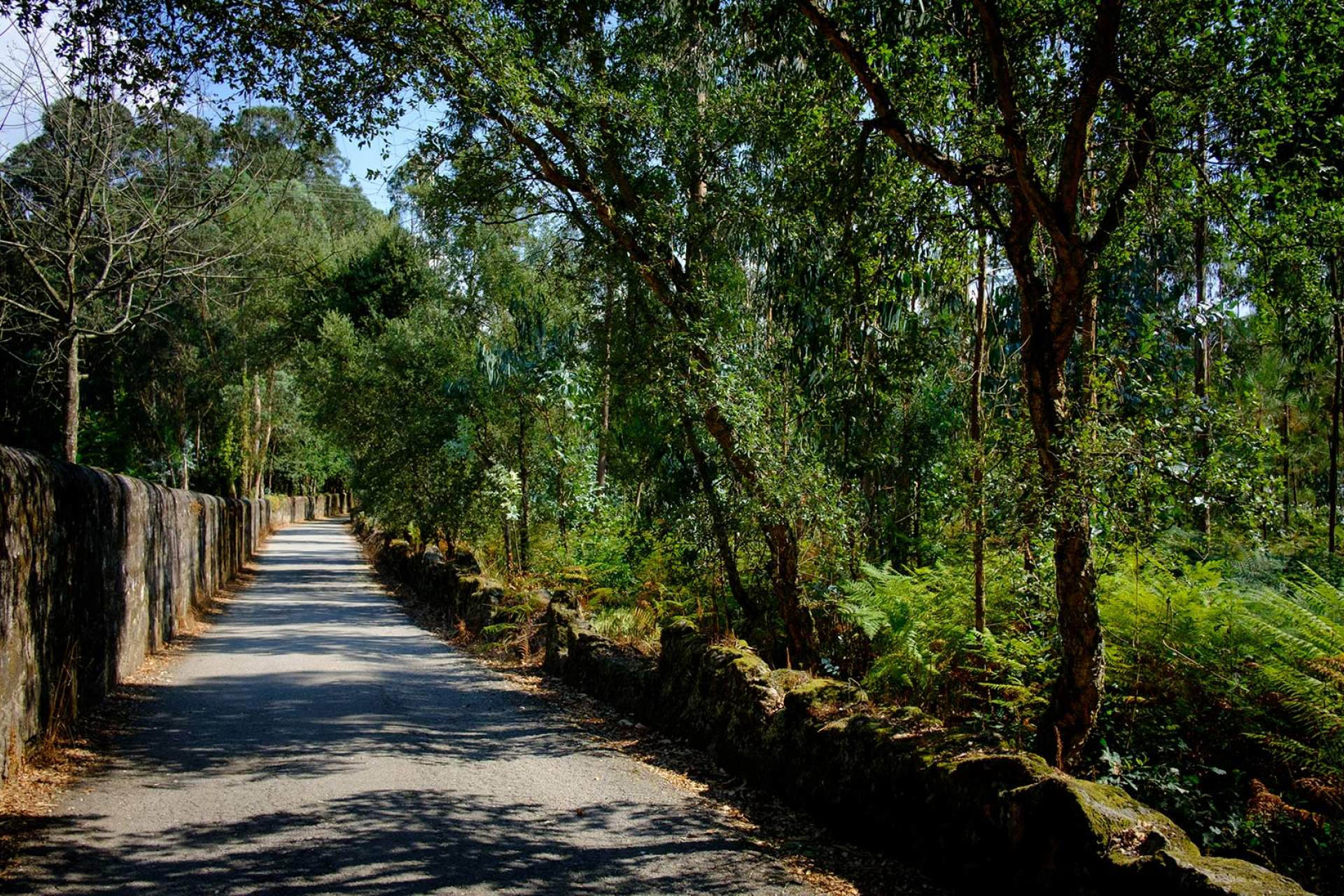 Caminho rural, Caminho do Norte, Caminhos de Fátima  / Barcelos / CNC| Enric Vives Rubio