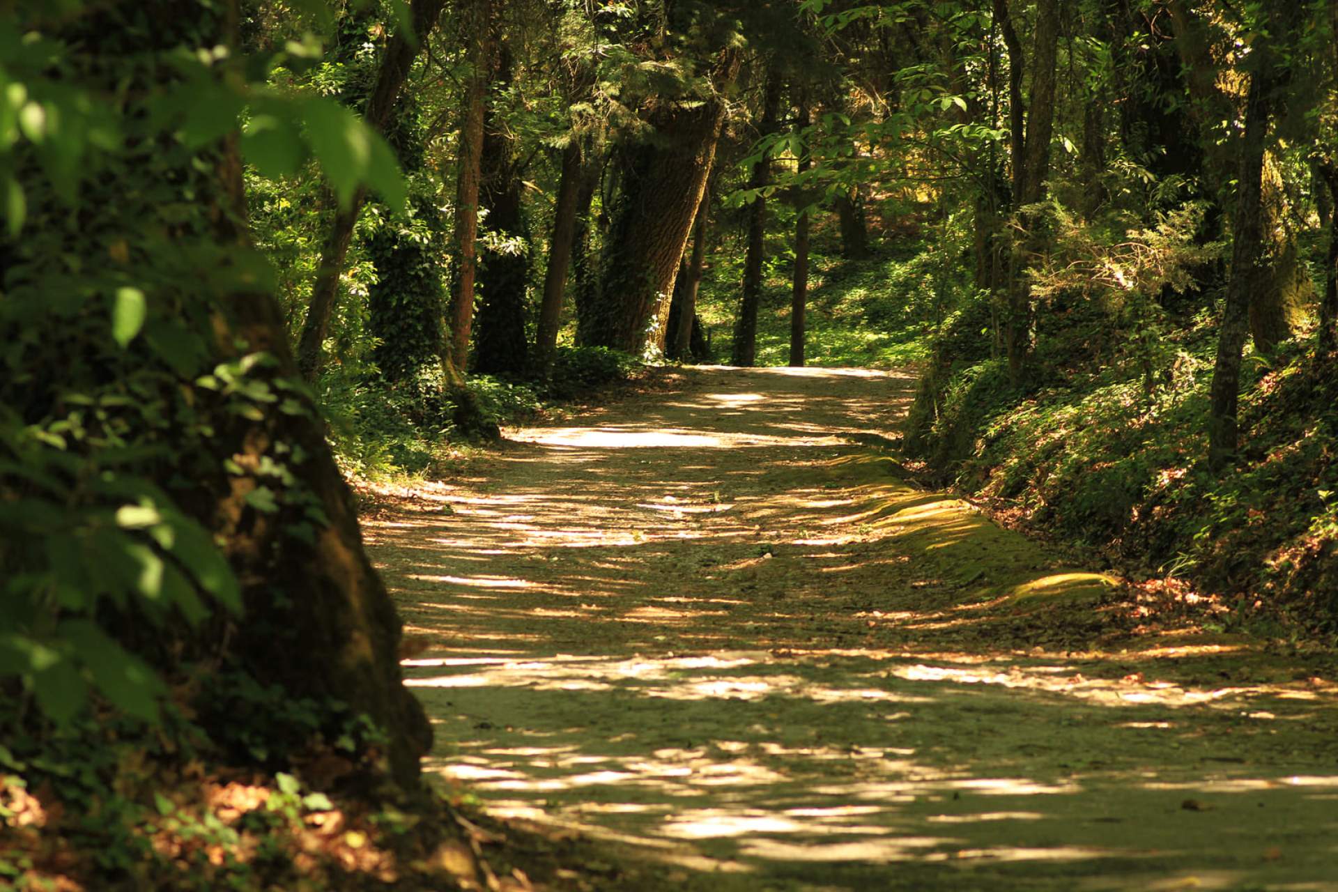 Fontelo Woods, Viseu / Mata Fontelo / C.M. Viseu