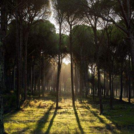 Pinewoods, Central Portuguese Way of Saint James Alentejo and Ribatejo