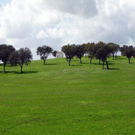 Plain in the village of Rosario, Central Portuguese Way of Saint James Alentejo and Ribatejo