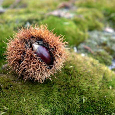 Castanha de Sernancelhe