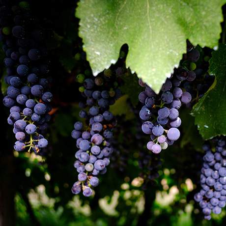 Cachos de uvas, Caminho do Norte, Caminhos de Fátima