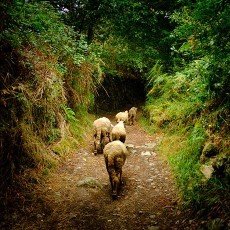 Ovelhas, Caminho do Norte, Caminhos de Fátima