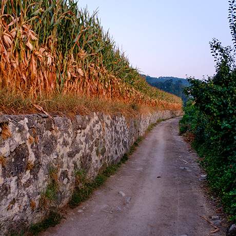 Campo de maíz, Camino del Norte, Caminos de Fátima