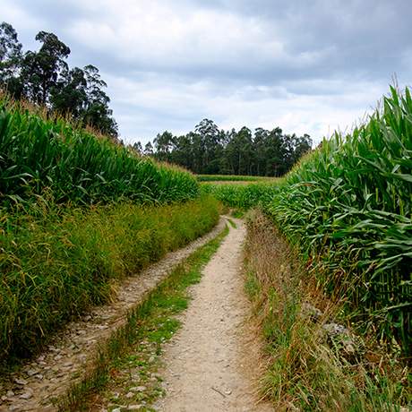 Caminho rural, Caminho do Norte, Caminhos de Fátima