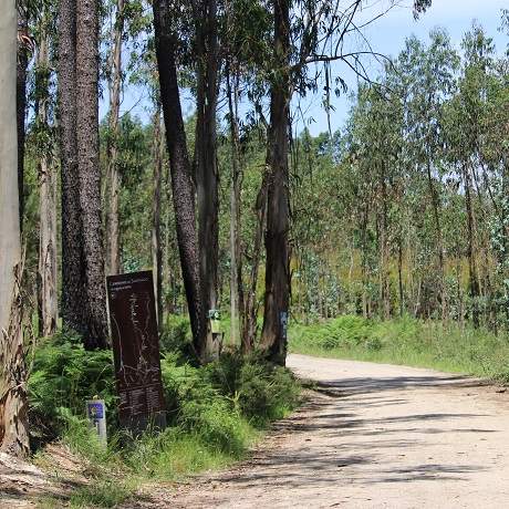 Caminho na floresta