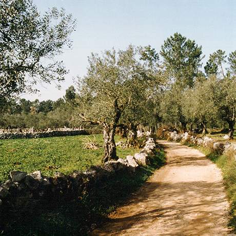 Caminho do Tejo, Caminhos de Fátima