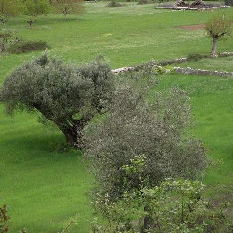 Campos agrícolas - Rabaçal