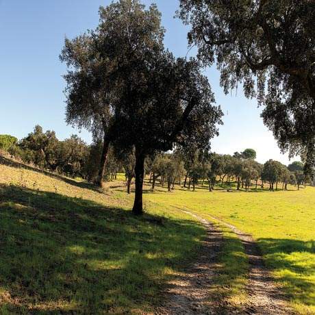 Path to Casebres, Central Portuguese Way of Saint James Alentejo and Ribatejo