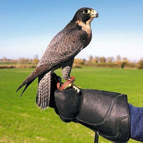 Art of Falconry, Central Portuguese Way of Saint James Alentejo and Ribatejo
