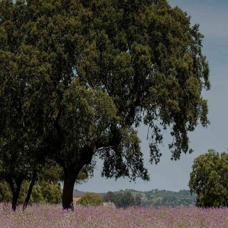 Caminho para São Caetano, Caminho Português de Santiago Central Alentejo e Ribatejo