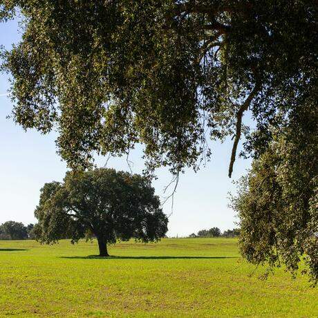Path to São Domingos, Central Portuguese Way of Saint James Alentejo and Ribatejo