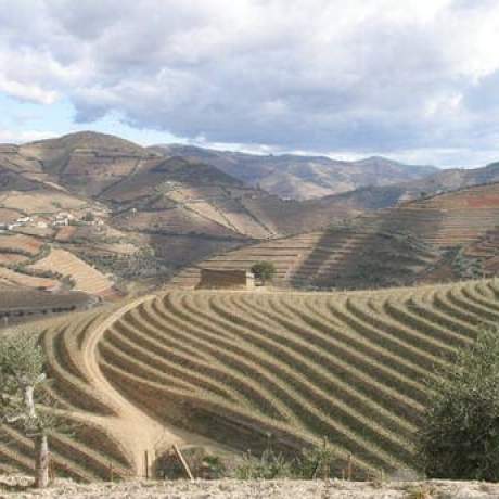 Socalcos do Douro