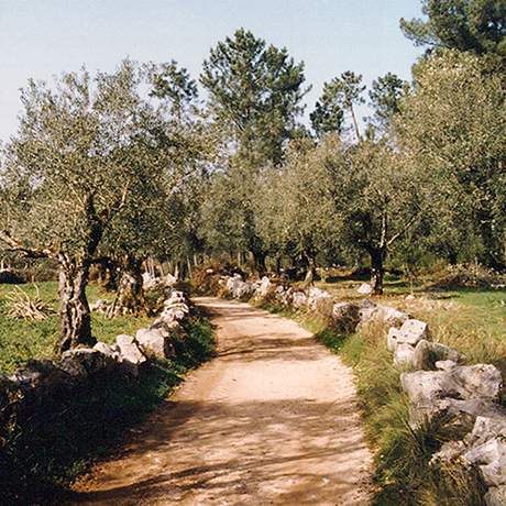 Caminho do Tejo, Caminhos de Fátima